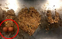 설리, SNS 올린 사진 '또 논란'…계란 두 개가 묘사한 것 '설마?'