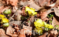 [포토] 서울 홍릉숲 복수초 '활짝'