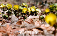 [포토] 추운 날씨 속 피어있는 복수초