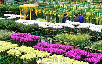 [포토] 봄 맞은 양재화훼공판장