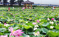 [포토]연꽃 내음 가득한 안압지