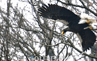 [포토]한강의 최강자 '참수리의 위용'