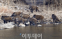 [포토]'봄나들이 나왔어요~' 한강에서 포착된 멧돼지 무리