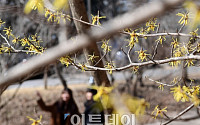 [포토] 산책길, 봄 알리는 노란 풍년화