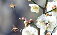 [포토]완연한 봄날씨 '만개한 매화는 꿀벌들 놀이터'