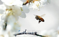 [포토]완연한 봄 '꿀따는 벌'