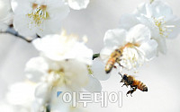 [포토]분주해진 꿀벌 '봄이 왔어요~'