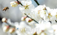 [포토]'봄~봄~봄~봄이 왔네요~'