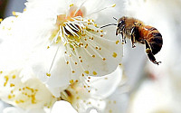 [포토]꿀벌의 봄나들이