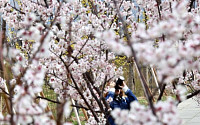 [주말날씨] 벚꽃놀이 절정…따뜻하고 맑지만 미세먼지 ‘나쁨’