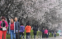 [포토] 벚꽃 만개 임박...'사랑의 봄꽃길 걷기대회 어때요'
