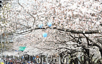 [포토]눈부신 '여의도의 벚꽃 터널'