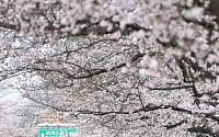 [포토] 여의도에 생긴 벚꽃 터널