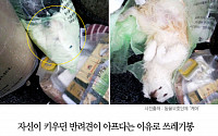 [클립뉴스] '아픈 강아지' 쓰레기봉투에 담아 버린 20대 여성... 혹시 학대도?