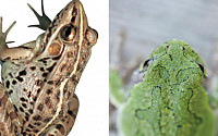 황소개구리로 착각 두꺼비, 독 위력 어느 정도길래 ‘두꺼비 vs 황소개구리, 구별법은?’