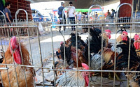 [포토] 5일부터 살아있는 닭 거래 금지