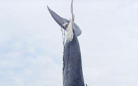 [포토]인양되는 죽은 밍크고래