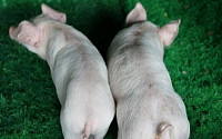 [BioS] 툴젠, 유전자교정한 '근육강화돼지' 국내 특허 등록