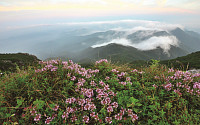 가야산 사방 백 리를 뒤덮는 백리향!