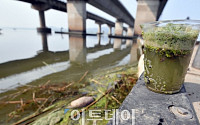 [포토] 한강 녹조라떼