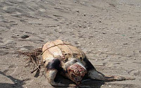 [포토]멸종위기종 장수거북이 죽은 채 발견