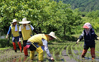 ‘쌀 생산조정제 도입’ 벼 재배면적 내후년까지 10만ha 줄인다