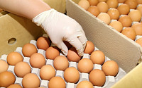 AI 잦아 들었지만 계란 생산량 감소...수급조절 실패 가격 불안 여전