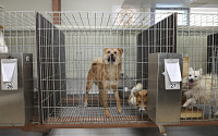 [니톡내톡] 유기동물 증가… “애완동물 바가지 의료비가 문제”, “동물 유기 처벌 강화돼야”