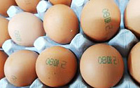 살충제 달걀, ‘08 마리’, '08 LSH' 조심…달걀 껍데기 숫자가 의미하는 것은?