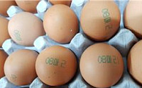살충제 달걀 농가 2곳 추가…계란 공급물량 25% 유통 풀려