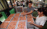 [포토] 출하준비하는 적합판정 달걀농장 직원들