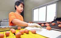 ‘살충제 달걀 농장’ 총 31곳 발견…계란 식별 번호는 어떻게 정해질까?