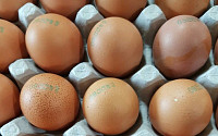 [속보] 살충제 계란 번호 48개 확인…달걀 껍데기 난각코드 신규 추가