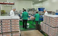 “살충제 계란 원인 닭진드기 농약, 10년간 790억 원어치 판매돼”