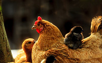 DDT 계란ㆍ닭 검출농가 인근 토양도 오염