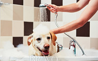여름철 지친 반려견의 바디 케어 꿀팁!