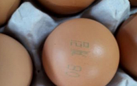 서울에서 ‘살충제 계란’ 추가 적발 … 식약처, ‘맑은 계란’ 회수 조치