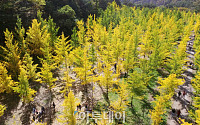 [포토]가을의 향연 '노란 단풍의 은행나무숲'