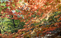[포토] 곱게 물들어가는 가을