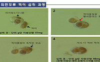 국내연구팀, 해양미세조류 '와편모류'에서 오메가-3 대량 함유 발견