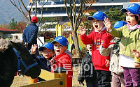 [포토]'귀여운 조랑말과 인사해요!'