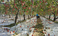 &quot;포항 지진으로 수확기 사과가 떨어져 버렸어요&quot;… 네티즌들 &quot;사과즙이라도 사겠다&quot;