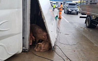 돼지가 도로에?… 호남고속도로서 트럭 넘어져 돼지 80여마리 탈출