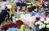 [포토] 생기 넘치는 꽃시장