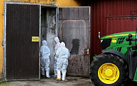 유럽, 100% 죽는 돼지전염병 ‘비상’… 국경에 장벽 설치