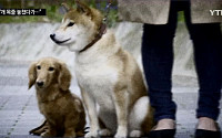 일본서 애완견 목줄 놓쳤다가 1억 배상판결 받은 개 주인…한국의 경우는?