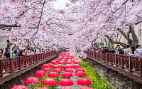 [주말에 어디갈래] 벚꽃축제의 대향연...진해군항제 VS 제주왕벚꽃축제