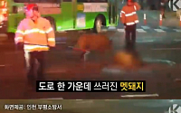인천 도심서 멧돼지 2마리 출몰 소동…1마리 차에 치여 사망·다른 1마리도 포획