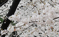 [포토] 벚꽃축제 앞둔 여의도 윤중로