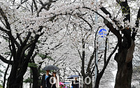 [포토] 우산쓰고 벚꽃길 걷는 시민들